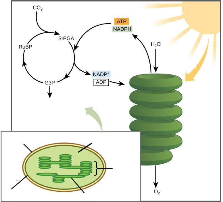 Ciclo de Calvin Ciclo de Calvin Luz M.externa Açúcares CLOROPLASTO Estroma Reações dependentes de luz Granum M.
