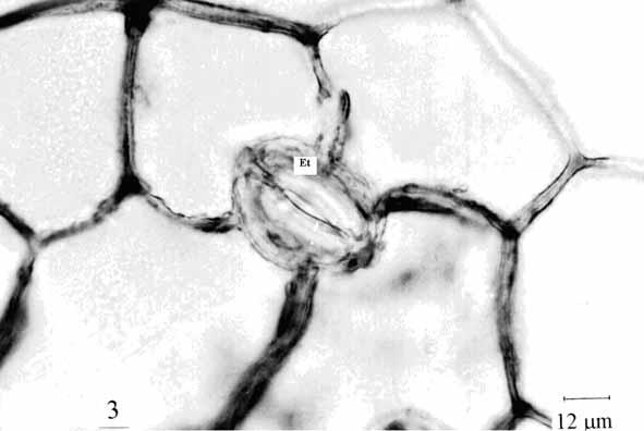 Figura 1. Calea unifl ora Less., Asteraceae: Aspecto geral. Figura 3. C. unifl ora: Vista frontal da epiderme foliar, face abaxial, destacando estômato anomocítico (Et).