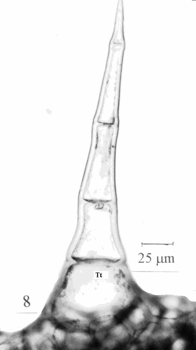 tricomas glandulares (MEV 900x). Figura 8. C.