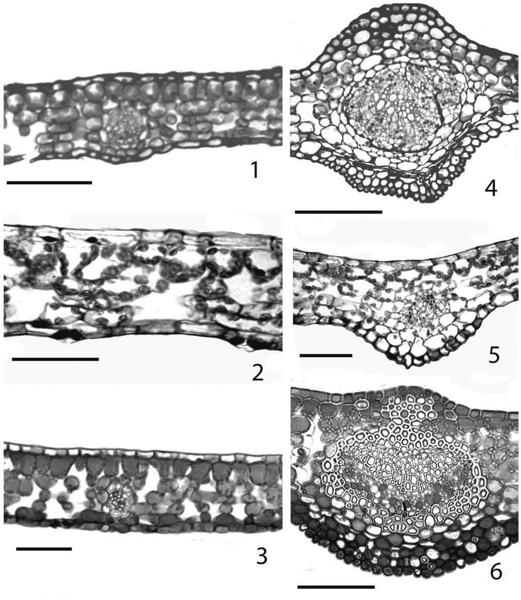 Estrutura dos eófilos e cotilédones... 11 Figs. 1-6. 1. Faramea marginata. Secção transversal da região mediana do limbo eofilar; 2. Ilex pseudobuxus.