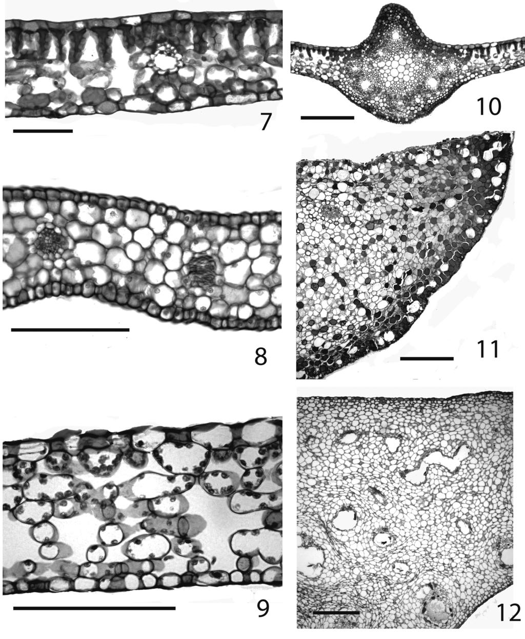 12 CAVICHIOLO, L. E.; BOEGER, M. R. T. & MARQUES, M. C. M. Figs. 7-12. 7. Tapirira guianensis. Secção transversal da região mediana do limbo eofilar; 8. Faramea marginata.