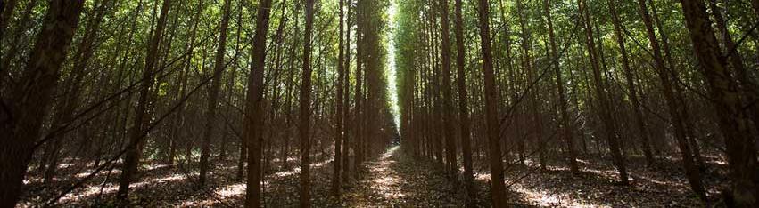 Unidade de Negócio Florestal Triple Bottom Line Plano Diretor de Sustentabilidade considera um conceito evoluído de Triple Bottom Line abrangendo Inovação, Governança e Comunicação Governança