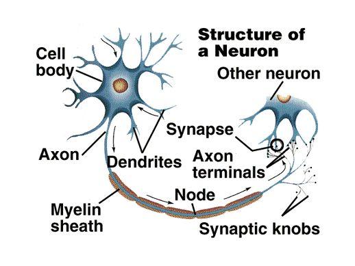 Neurônio Dendritos: Receber os estímulos transmitidos por outros neurônios. Corpo (somma).