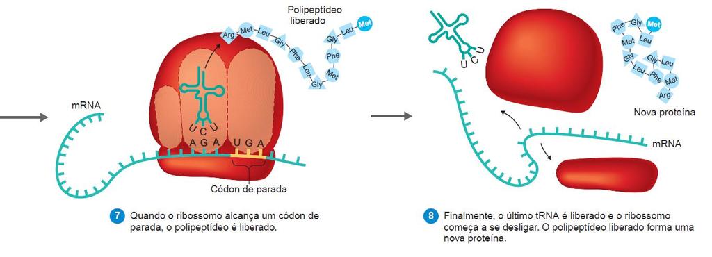 TRADUÇÃO