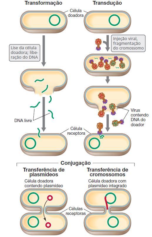 RECOMBINAÇÃO GENÉTICA Transformação Incorporação de DNA livre, geralmente decorrente de lise celular Conjugação Transferência de DNA de