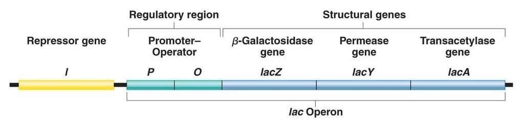 OPERON LAC A região reguladora é composta por um promotor e operador Promotores são sequências de nucleotídeos que controlam a