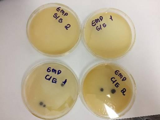 5. REFERÊNCIAS Figura 2. Amostras de biscoito e empanado em Ágar Baird Parker para determinação de Staphylococcus coagulase positiva.