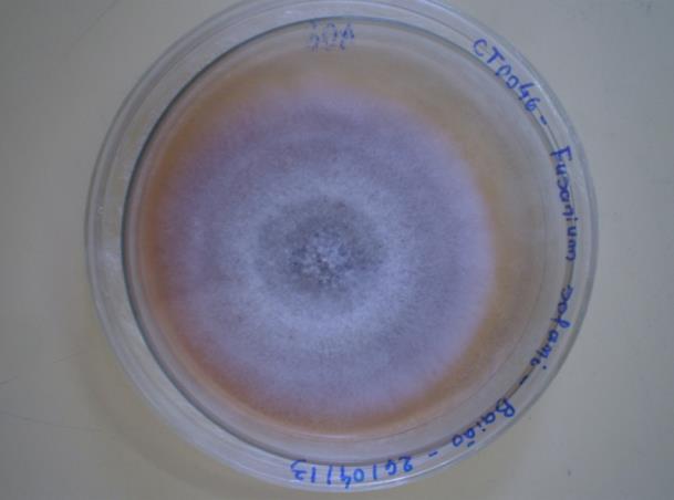 Fotos: Fabrícia Moraes 41 (A) (D) (B) (C) (E) Figura 3. Cultivo e preparo do filtrado de Fusarium solani f. sp. piperis: (A e B) Inoculação e cultivo do isolado em meio de cultura BSA.