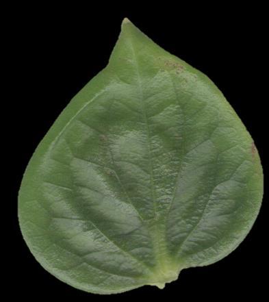 Área foliar (%) 56 área foliar clorótica e 27,39% de área foliar necrótica.