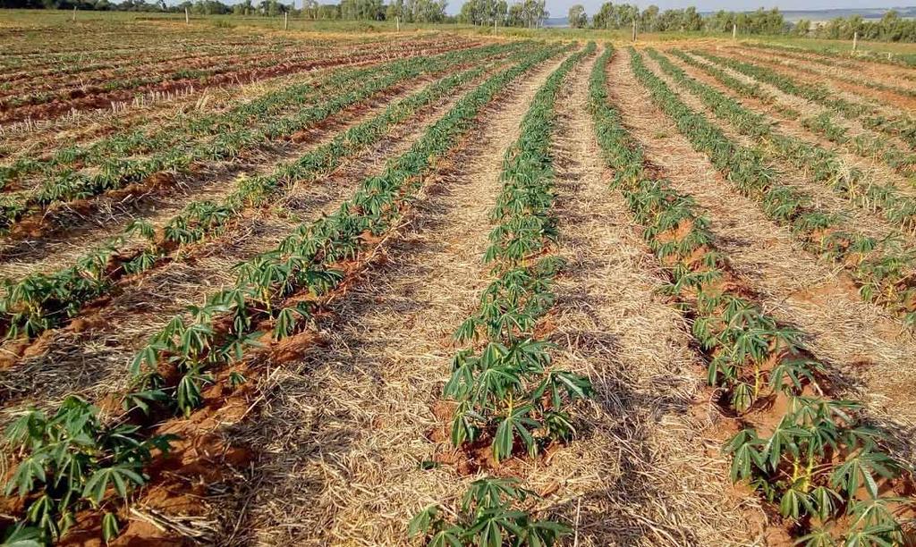 Plantio direto de mandioca aspectos do manejo Marco Antônio Sedrez