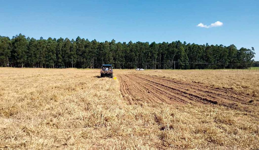 Foto: Marco A. Rangel Figura 3. Exemplo de palhada de pastagem de braquiária bem manejada para o plantio direto, em área de experimento de comparação de sistemas de plantio.