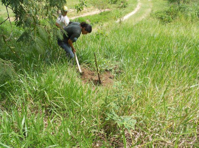 Figura 26 - Adubação de cobertura em muda plantada em