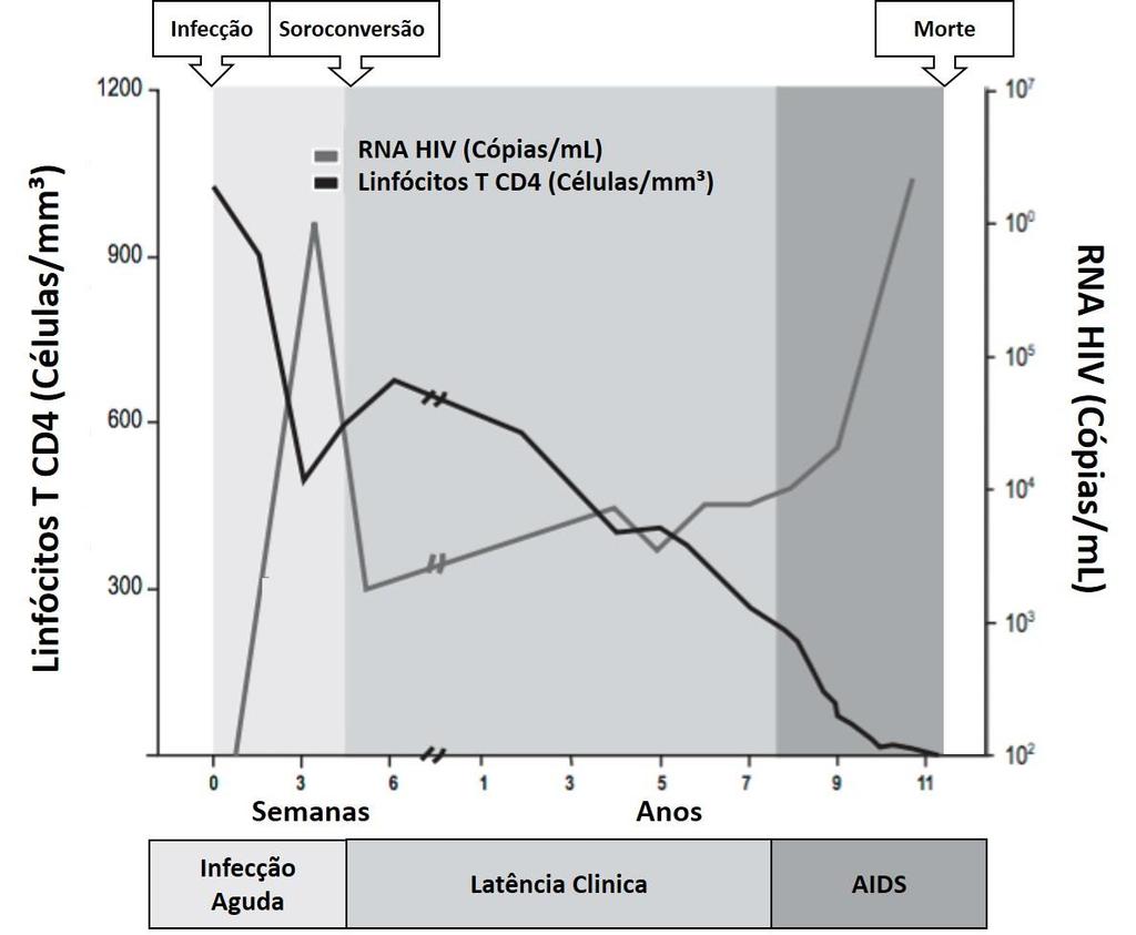20 FIGURA 1 - Evolução da contagem de linfócitos TCD4+ e da carga viral durante o curso típico da infecção (não tratada) pelo HIV/aids Fonte: Adaptado de Murphy, 2014; Greco; Pedroso; Westin, 2015 A