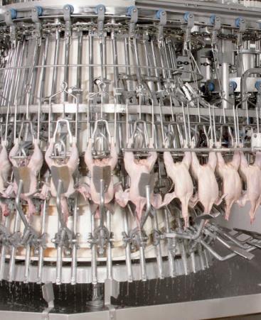19 Figura 10: Etapas de evisceração, pesagem e classificação no processo industrial de abate de frangos de cortes. Fonte: MAREL POULTRY.
