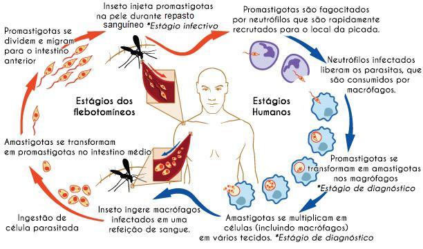 29 Figura 3: Leishmania e seus estágios no organismo humano Adaptada de: National Institute of Allergy and Infectious Diseases 4 De forma sumária, a Figura 3 apresenta os estágios humanos e do