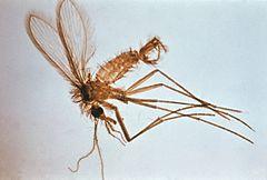 O inseto pode voar centenas de metros e sua picada costuma ser dolorosa (CARNEIRO, 2013).