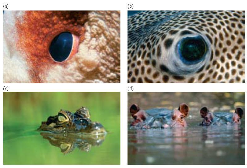 SISTEMÁTICA FILOGENÉTICA: Conflitos de caráter Polvo Caráter: câmaras oculares Peixe de nadadeira raiada Crocodilo