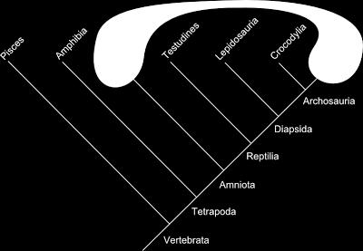 Analisando topologias É um grupo formado por organismos que não possuem um mesmo descendente.