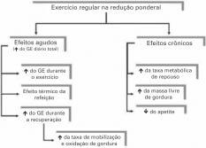 Efeito do EPOC no aumento do gasto energético diário total com o exercício resistido Os estudos que compararam o exercício resistido com o aeróbio (31-32) enfatizaram que o resistido, provavelmente,