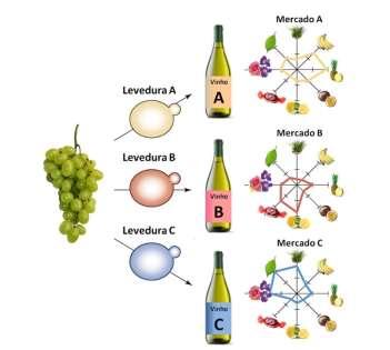 I Introdução possuem boas capacidades fermentativas e enológicas, contribuindo para a padronização do processo de fermentação e aumento da qualidade do vinho (Schuller e Casal, 2006).