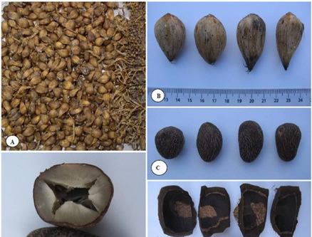 22 Cacho de murmuru (Astrocaryum ulei Burret) separado entre frutos e raque (A); semente ou