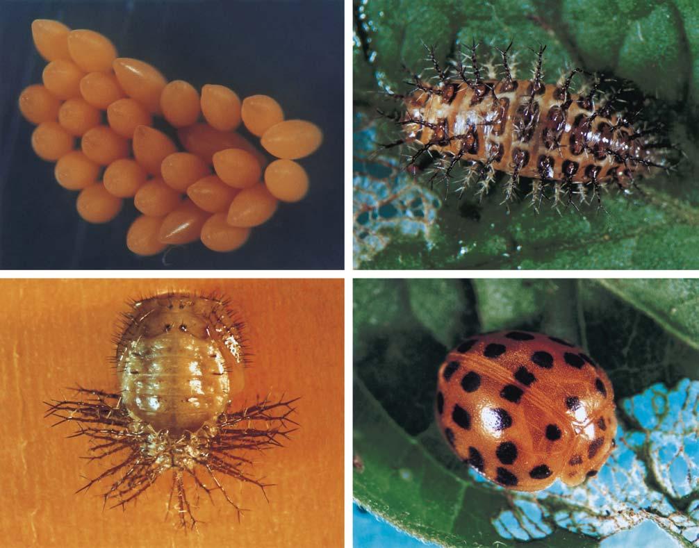 Comportamento e ciclo de vida de Epilachna vigintioctopunctata... 545 1 2 3 4 Figuras 1-4. Epilachna vigintioctopunctata: (1) postura; (2) larva de 4º instar; (3) pupa; (4) adulto.