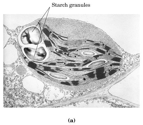 Amido Depositado nos cloroplastos como grânulos insolúveis