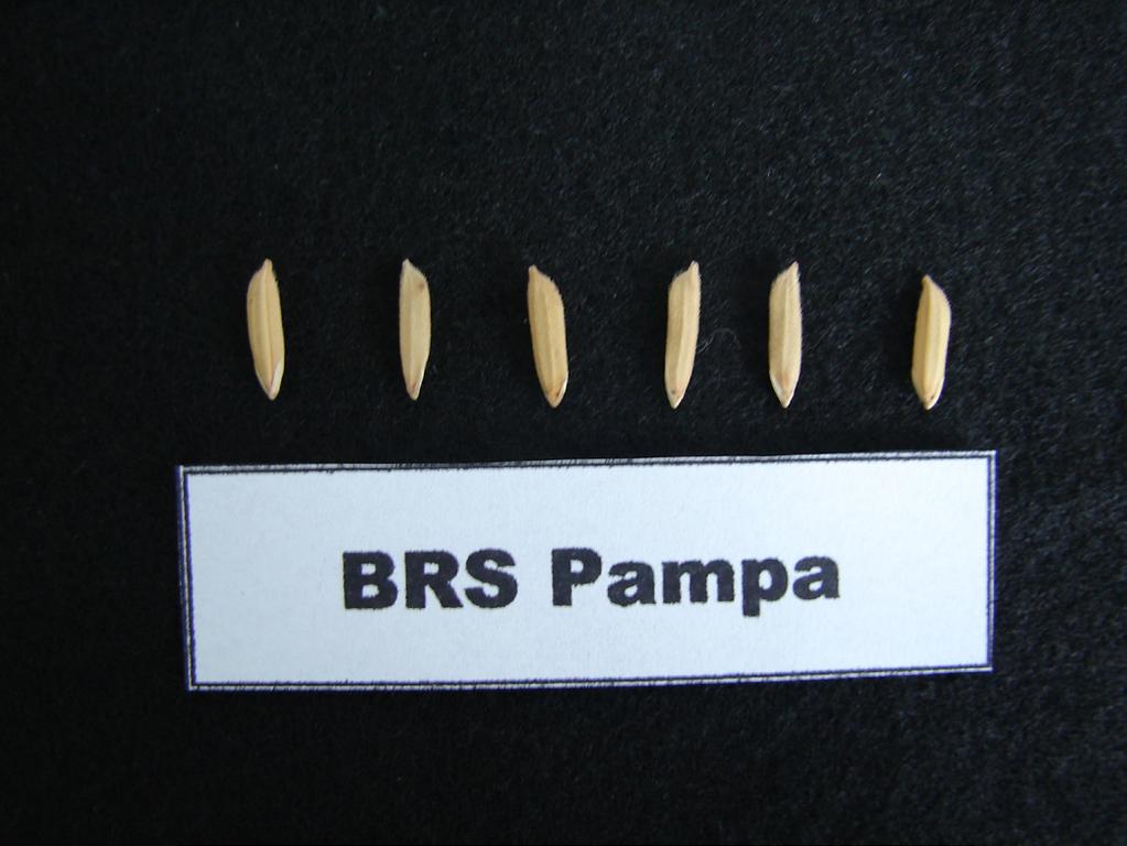 BRS Pampeira: Cultivar de Arroz Irrigado de Elevado Potencial Produtivo 3 como culinário, e de boa tolerância ao acamamento e a doenças, além de sua excelente performance produtiva, está sendo