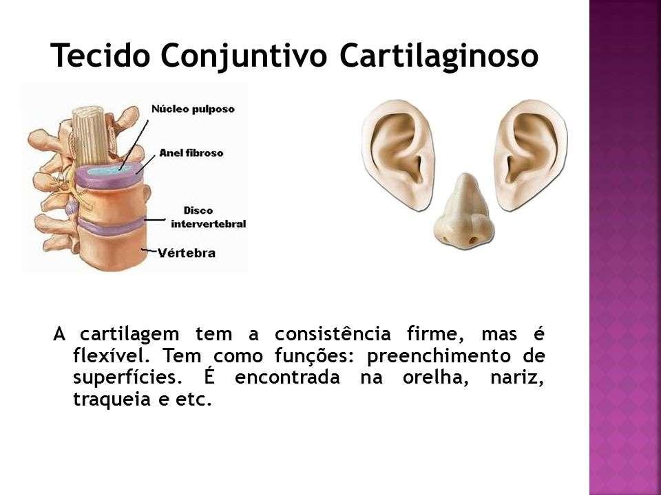 - As cartilagens não apresentam vasos sanguíneos e nervos, a nutrição