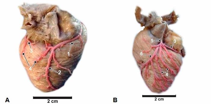 Anatomia coronariana do gato-do-mato-pequeno (Leopardus guttulus) Figura 1 - Fotomacrografias do coração de espécime macho de Leopardus guttulus, faces direita (A) e esquerda (B).