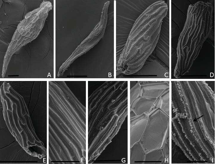 26 Figura 1. Sementes de espécies de Pleurothallidinae observadas em Microscopia Eletrônica de Varredura. A. semente fusiforme de Acianthera prolifera, B.