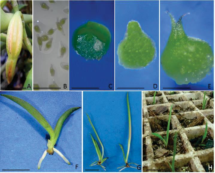 Figura 2. Germinação in vitro e desenvolvimento de protocormos de Acianthera ochreata. A. fruto em deiscência. Barra: 1 cm; B. sementes com embrião clorofilado; C.