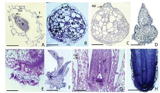 Figura 5. Secções longitudinais da semente e de protocormos de Acianthera prolifera corados com azul de toluidina. A. aspecto geral da semente com embrião (e) e suspensor (su) envolto pela testa (t).