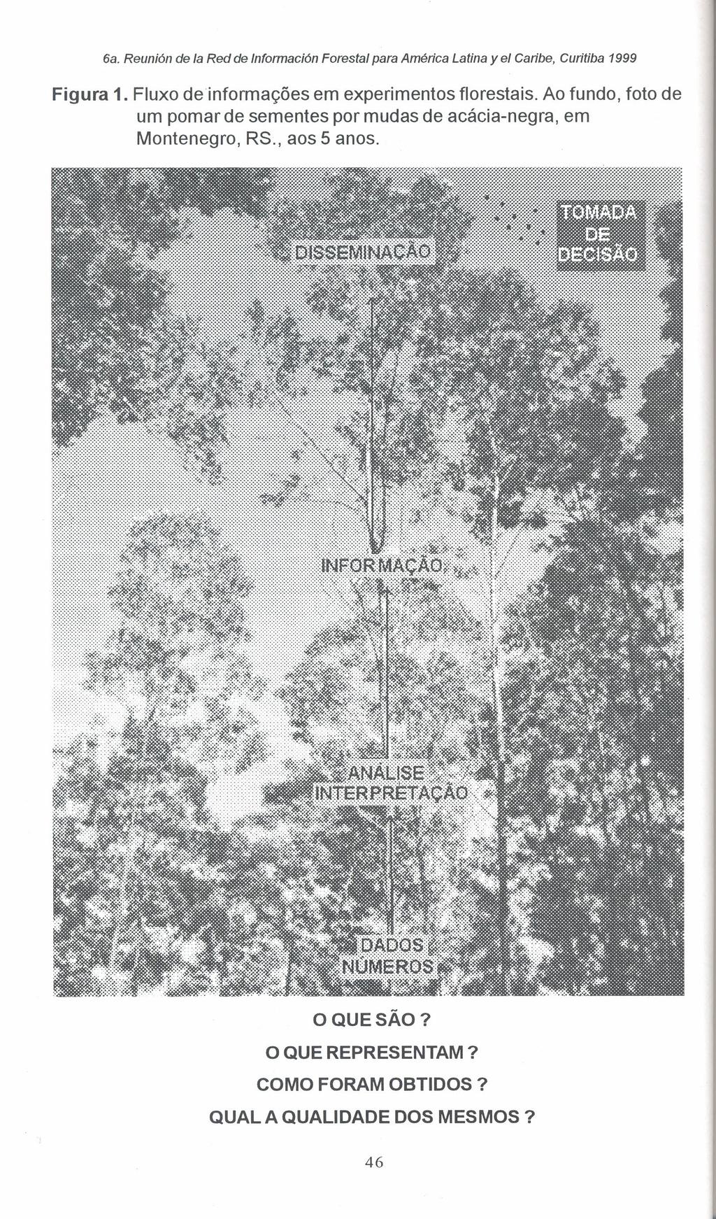 6a. Reuni6n de Ia Red de tntormecion Forestal para América Latina yel Caribe, Curitiba 1999 Figura 1. Fluxo deinformações em experimentos florestais.