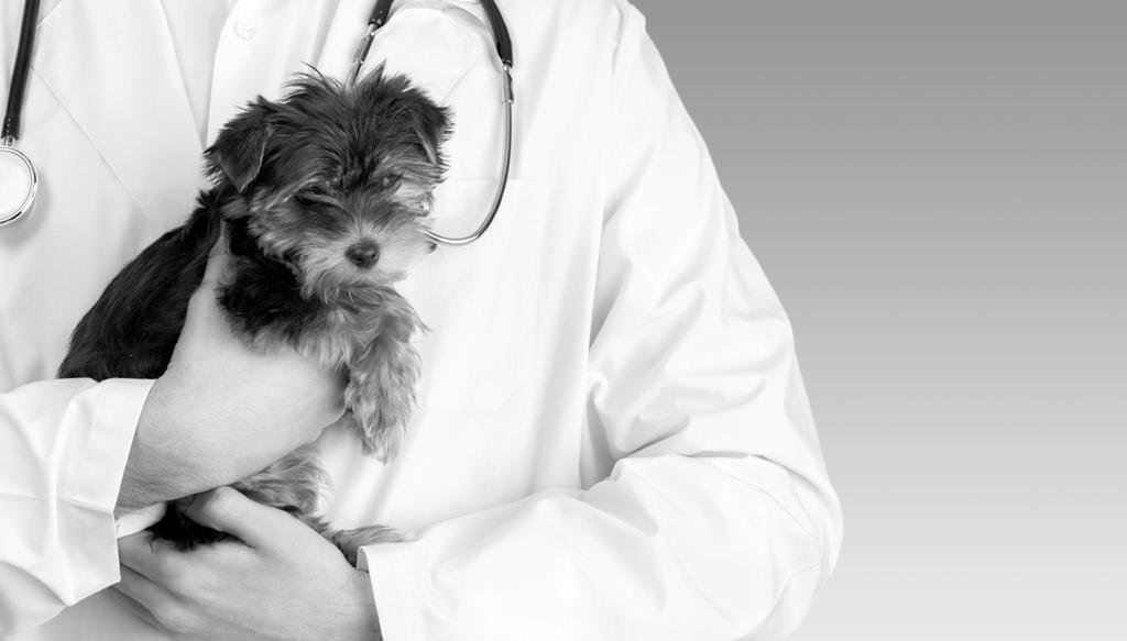 SOROGLOBULIN O soro é indicado para a prevenção e tratamento da Cinomose Canina. Prevenção: Aplicar de 0,5 a 1,0 ml/kg de peso corporal pela via subcutânea ou intramuscular.