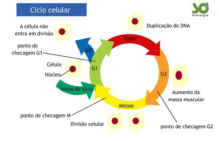 CÉLULAS CANCERÍGENAS São indiferenciadas CÂNCER Número anormal de