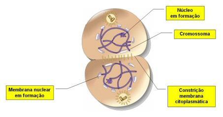 Fases da Mitose - Telófase