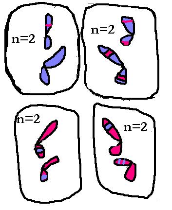 TELÓFASE I e METÁFASE II Cromossomos alinhados no meio da célula Fases da