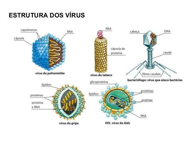 PARTÍCULA VIVA: Possuem material genético PARTÍCULA NÃO VIVA: São parasitas intracelulares obrigatórios São