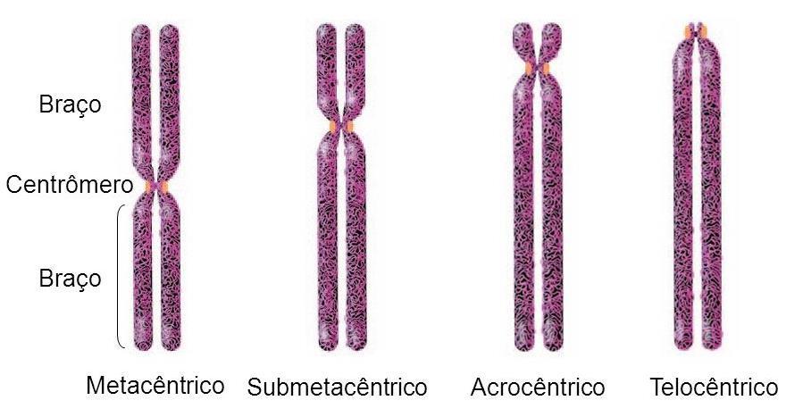 Cromossomos Posição do centrômero determina tipos de cromossomos