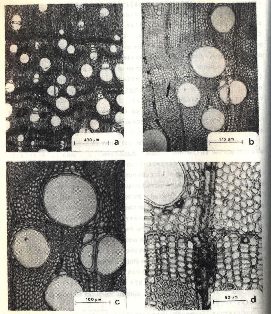 55 Marchiori, J. N. C. FIGURA 1: A. Secção transversal, mostrando porosidade difusa, com poros solitários, múltiplos radiais em cachos. B.