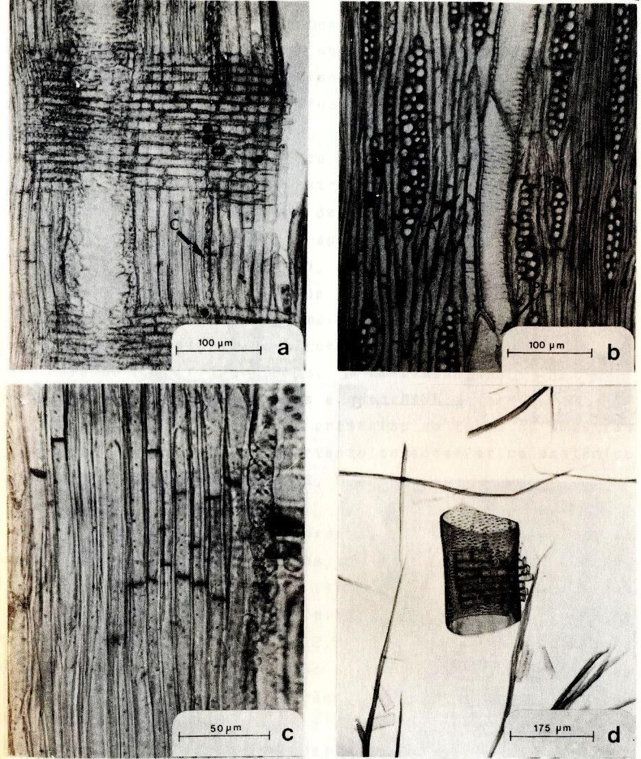 Anatomia da madeira de Acacia nitidifolia Speg. (Leguminosae... 56 FIGURA 2: A. Raios homogêneos, fibras e séries cristalíferas (C), vistos em secção longitudinal radial. B.