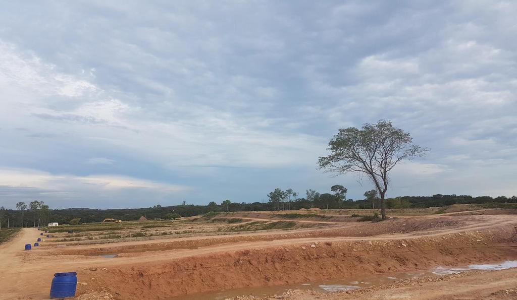 larvas de surubins Fonte: arquivo pessoal