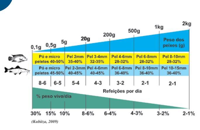 39 Figura 31. Sugestão de estratégia nutricional e alimentar para peixes onívoros (em amarelo) e carnívoros (em azul) Fonte: Kubitza, 2009. 5.
