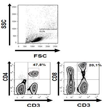 Frequência de Células T Figura 1: A B 100 CD8 + CD4 + 75 50 25 0 Anova p>0,05 Fig.