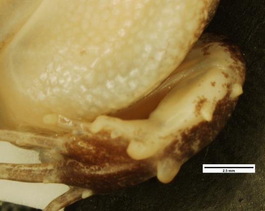 22 Diagnose: Physalaemus albifrons distingue-se das outras espécies do gênero pelas características: (1) CRC máximo de 33,8 mm; e (2) presença de segundo tubérculo tarsal próximo