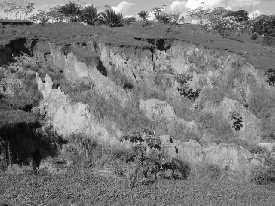 A maior intensidade erosiva com ravinas observa-se, principalmente, nas cabeceiras de drenagem, em grotas e nas proximidades