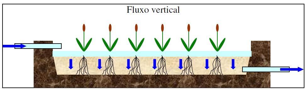 2. Wetlands Construídos de Fluxo Subsuperficial Vertical (WCFV) No sistema de Wetland Construído de Fluxo Subsuperficial Vertical (WCFV) o sentido que efluente atravessa o sistema de raízes das