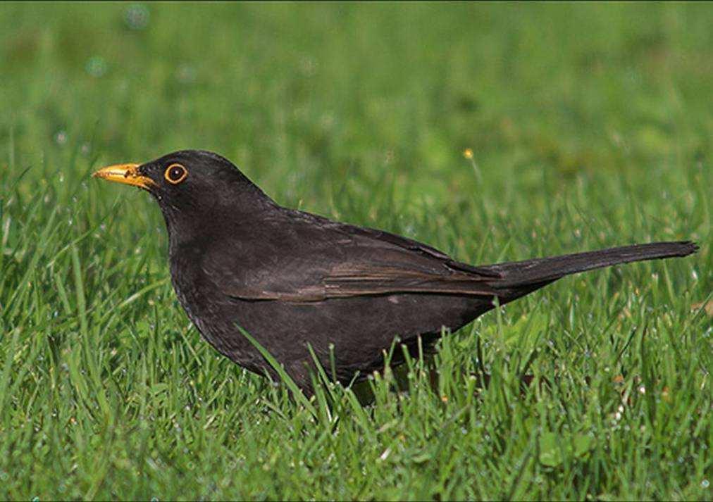 O estado das aves comuns em Portugal 2010: Relatório do projecto Censo de