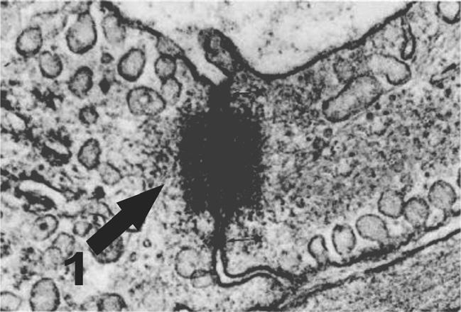 Questão Internet: <www.cytochemistry.